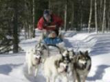 Husky Safari 10 km