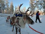 Safari to Reindeer farm by snowmobile