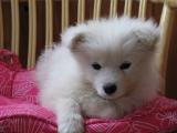 Samojed dogs safari, car transfer
