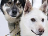 Husky Safari 4 km, car transfer