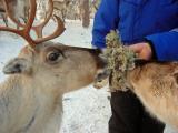 Reindeer safari by car
