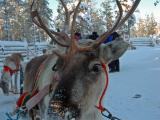 Pyha Tour 3 - Reindeer Safari Search for the Aurora