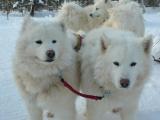 Samojed dogs safari by snowmobile