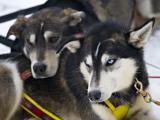 Husky Safari 4km