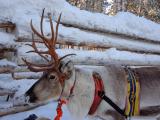 Reindeer safari by car