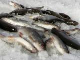Ice fishing