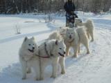 Samojed dogs safari 10 km car transfer