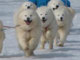 Samojed dogs safari by snowmobile 10km