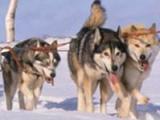 Husky Safari 10 km by snowmobile