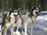 Husky Safari 4 km